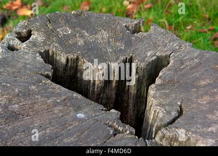 Une vieille souche d'arbre avec un trou. Nottingham Wollaton park England UK Banque D'Images