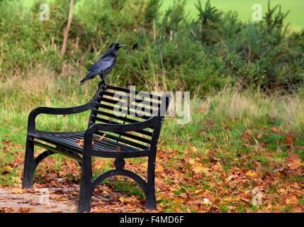 Une corneille perchée sur un banc de parc en automne, Nottingham Wollaton park England UK Banque D'Images