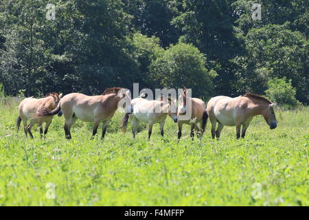 Troupeau de chevaux de Przewalski (Equus ferus mongole przewalskii) Paysage en été Banque D'Images