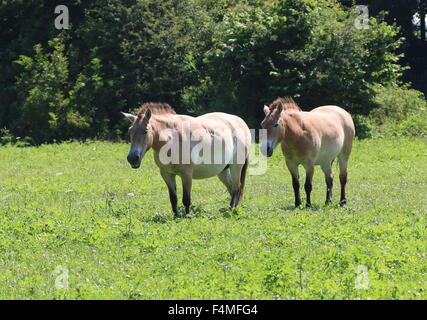 Deux chevaux mongoles de Przewalski (Equus ferus przewalskii) Banque D'Images