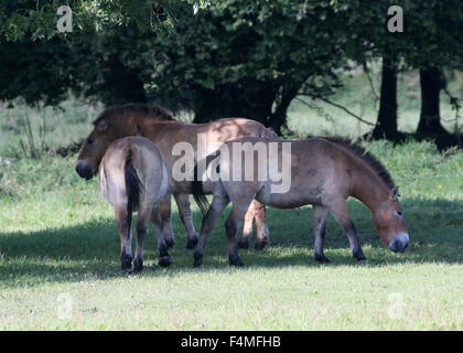 Trois chevaux de Przewalski Mongolian pâturage (Equus ferus przewalskii) Banque D'Images