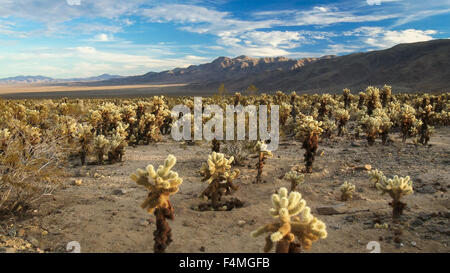 Paysage désertique et Cholla Cactus Garden, Joshua Tree National Park Banque D'Images