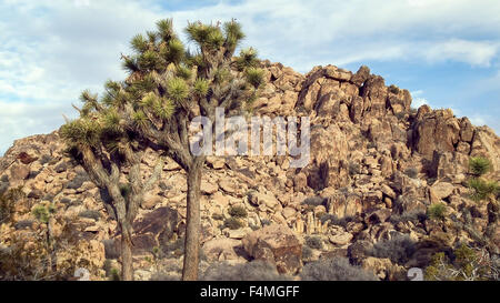 Joshua Tree et paysage rocheux Joshua Tree National Park Banque D'Images