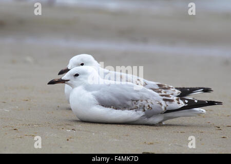 Deux d'argent cerclé (Chroicocephalus novaehollandiae) reposant sur la plage du lac de roi en Lakes Entrance, Victoria, Australie. Banque D'Images