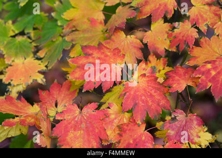 Acer japonicum feuilles à l'automne. Banque D'Images