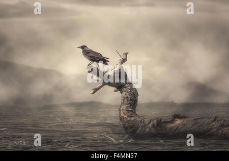 Le corbeau percher sur arbre en temps brumeux Banque D'Images