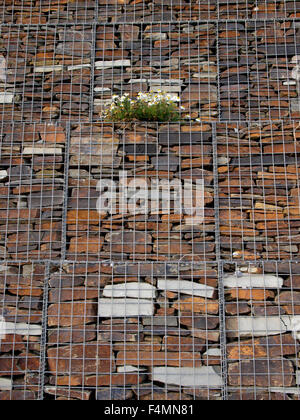Marguerites Oxeye émergeant d'un mur de gabions, Downderry, Cornwall, UK Banque D'Images