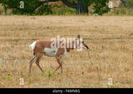 L'Antilope femelle, Custer State Park, South Dakota, USA Banque D'Images