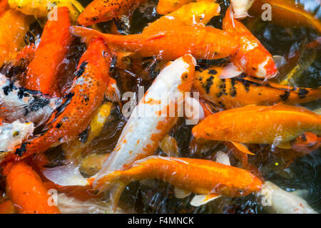 Collection de poissons rouges Banque D'Images