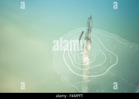 Stick devenir encastrées dans la formation de glace sur une rivière au début de l'automne avec une coloration pour regard artistique. Banque D'Images