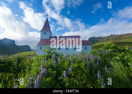 Lupins d'Alaska bleu à côté de l'église, Sudhurland Vik, l'Islande. Banque D'Images