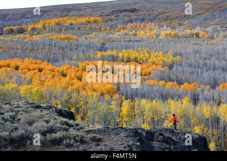 Les trembles et les peupliers mettez un jaune doré l'automne s'installe dans le Steens Mountain Fish Creek Canyon, 9 octobre 2015 près de Andrews, de l'Oregon. Banque D'Images