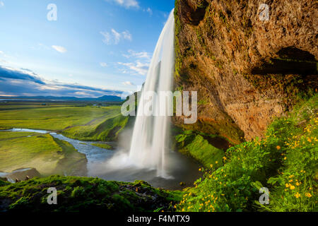 Renoncule à côté de 60m de haut, la cascade de Seljalandsfoss Sudhurland, Islande. Banque D'Images