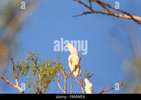 Peu de Corella (Cacatua sanguinea) en Australie Banque D'Images