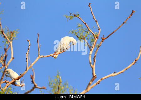 Peu de Corella (Cacatua sanguinea) en Australie Banque D'Images