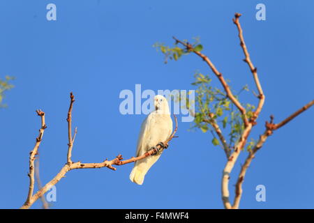 Peu de Corella (Cacatua sanguinea) en Australie Banque D'Images