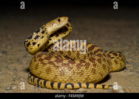 X Sonora Couleuvre à nez mince du Grand Bassin, on trouve (Pituophis catenifer deserticola x affinis), Désert Ojito, New Mexico, USA. Banque D'Images