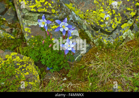 Columbine, Colorado (Aquilegia coerulea), montagnes Sangre de Cristo, Nouveau Mexique, USA. Banque D'Images