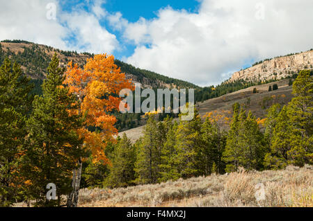 Feuillage de l'automne dans le mouflon d'éventail, Wyoming, USA Banque D'Images