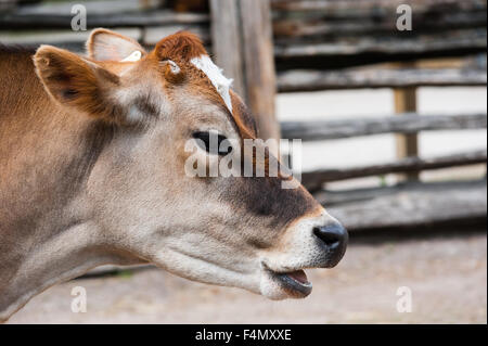 Close-up of young jersey Cow Head et le visage avec la bouche ouverte comme si parler, contre la barrière floue en arrière-plan. Banque D'Images