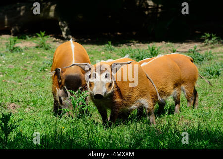 La rivière Rouge (porc-Potamochoerus porcus) Banque D'Images