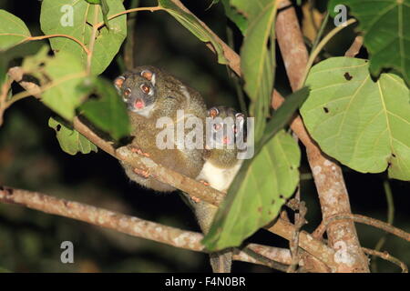 (Vert Pseudochirops archeri) en Australie Banque D'Images