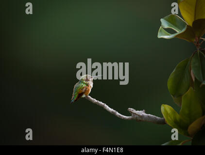 Hummingbird reposant sur une branche de magnolia contre un fond vert Banque D'Images