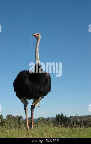 Autruche mâle, Struthio camelus, Standing Tall Banque D'Images