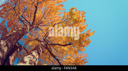 Vue vers le haut de l'arbre d'automne avec des feuilles jaunes et orange sur fond de ciel bleu Banque D'Images