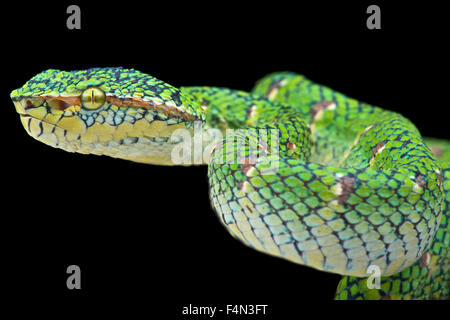 (Tropidolaemus wagleri viper Temple 'lowland') Banque D'Images