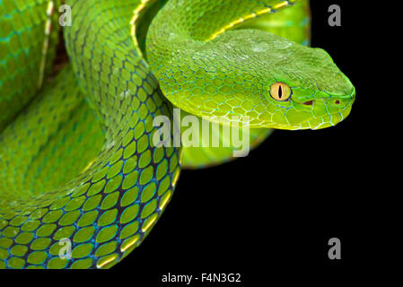 Le livre vert de Gumprecht (Trimeresurus gumprechti pitviper ) Banque D'Images