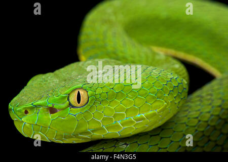 Le livre vert de Gumprecht (Trimeresurus gumprechti pitviper ) Banque D'Images