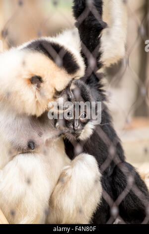 Yellow-cheeked gibbon (Nomascus gabriellae)avec bébé cage, triste à la clôture par bébé Banque D'Images