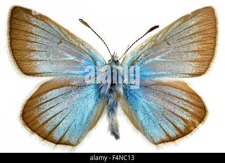 Damon Blue Butterfly isolé sur fond blanc Banque D'Images