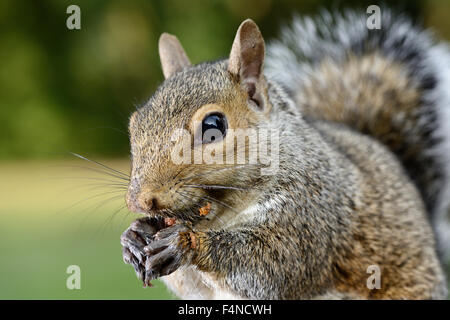 L'écureuil gris Sciurus carolinensis, manger, Banque D'Images