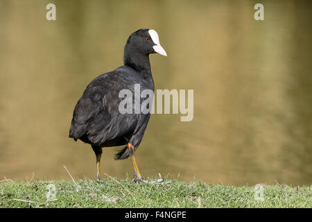 Foulque Fulica atra, seul oiseau par l'eau, Derbyshire, Octobre 2015 Banque D'Images