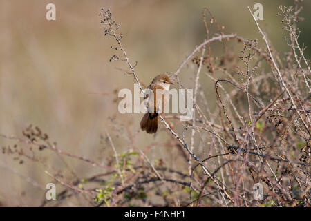 La paruline Cetti Cettia cetti, adulte, perché dans la végétation à Parakila Marsh, Lesbos, Grèce en avril. Banque D'Images