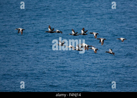 Eider à duvet Somateria mollissima, troupeau en vol au dessus de l'eau, Largs, Northumberland, Angleterre en juin. Banque D'Images