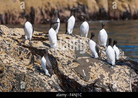 Uria aalge guillemot commune, adultes, en appui sur les rock, Inner Farne, Northumberland, Angleterre en juin. Banque D'Images