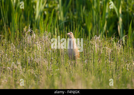 Râle des genêts Crex crex, posant parmi les prêles, North Uist, Hébrides extérieures, au Royaume-Uni en mai. Banque D'Images