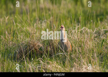 Râle des genêts Crex crex, posant parmi les graminées, North Uist, Hébrides extérieures, au Royaume-Uni en mai. Banque D'Images