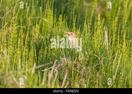 Râle des genêts Crex crex, posant parmi les prêles, North Uist, Hébrides extérieures, au Royaume-Uni en mai. Banque D'Images