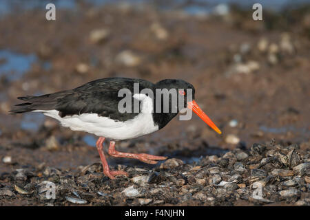 Eurasian oystercatcher Haematopus ostralegus, de recherche de nourriture le long du littoral, Burnham Overy Staithe, Norfolk, Royaume-Uni en janvier. Banque D'Images