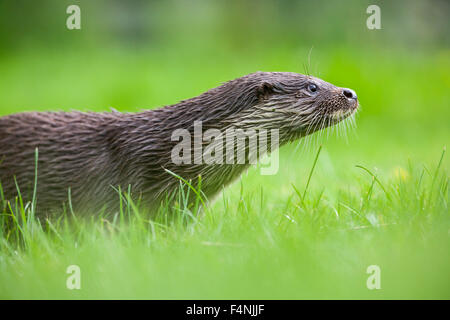 Loutre d'Europe Lutra lutra, adulte, reniflant l'air sur les herbages, British Wildlife Centre, Surrey, UK en juin. Banque D'Images