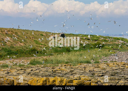 Sterne arctique Sterna paradisaea, troupeau, à la colonie sur les îles Farne, UK en juin. Banque D'Images