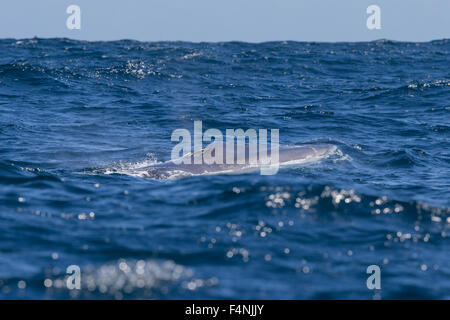 Rorqual commun Balaenoptera physalus, adulte, surfaçage, au sud-ouest de São Miguel, Açores en avril. Banque D'Images