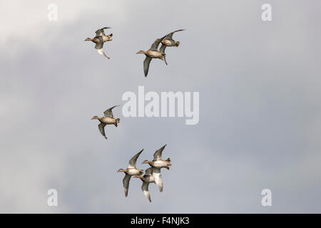 Le Canard chipeau Anas strepera, troupeau, en vol au dessus de Grimley gravières, Worcestershire en septembre. Banque D'Images