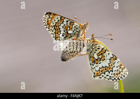 Glanville fritillary Melitaea cinxia, imago, le repos sur le plantain Lancéole Plantago lanceolata, Sand Point, Somerset, Royaume-Uni en juin. Banque D'Images