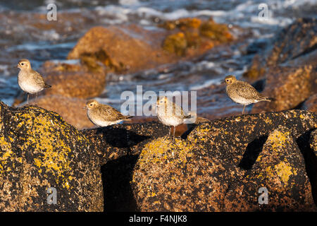 Pluvier doré Pluvialis apricaria eurasien, quatre adultes, des migrations, St Mary's, Îles Scilly, Cornwall, UK en octobre. Banque D'Images