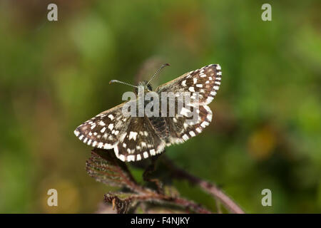 Pyrgus malvae Grizzled skipper, imago, se prélassant au soleil, Walton, Somerset, en commun mai. Banque D'Images